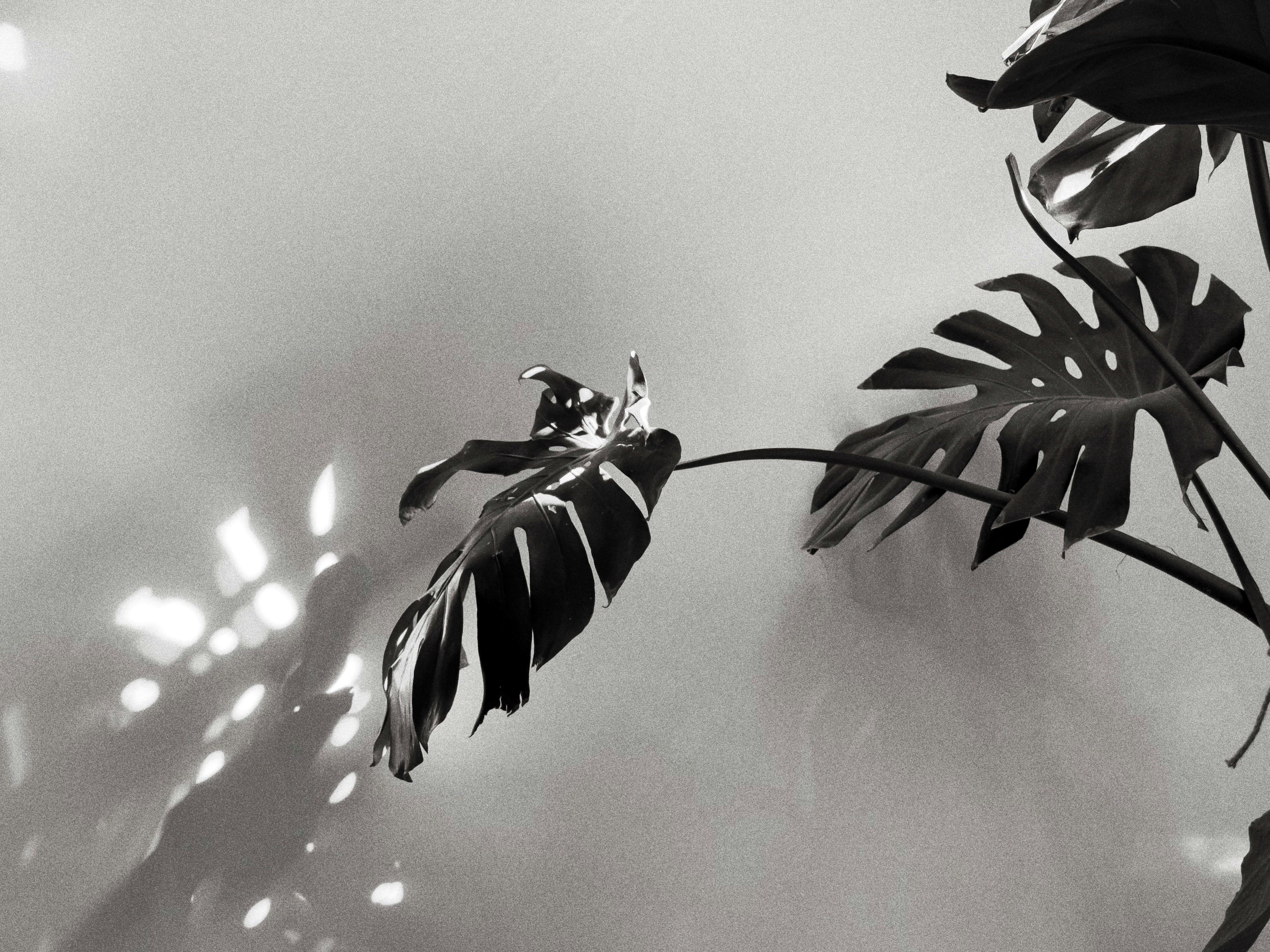 Monstera leaves with dappled sunlight on wall